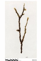 藏品(擬木毛苔)的圖片